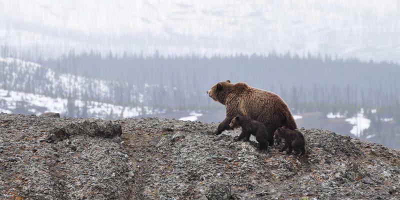 导航88:一站式整合实用工具与学习资源的数字门户